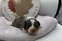 Blu , a female Miniature Aussiedoodle for sale in Wyandotte, OK – 3 of 3