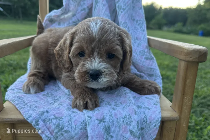 Bruce  – Cavapoo puppy for sale in Wyandotte, OK
