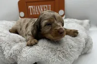 Anne , a female Miniature Dachshund for sale in Wyandotte, OK – 3 of 3