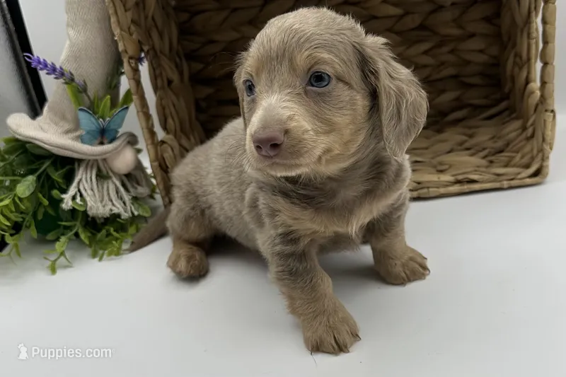 Artie  – Miniature Dachshund puppy for sale in Wyandotte, OK
