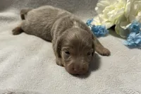 Artie , a male Miniature Dachshund for sale in Wyandotte, OK – 2 of 3