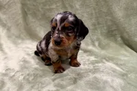 Princess, a female Miniature Dachshund for sale in Wyandotte, OK – 3 of 3