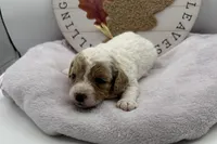 Sue, a female Bichpoo for sale in Wyandotte, OK – 2 of 3