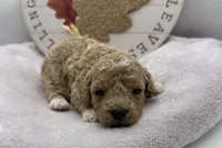 Harriet , a female Bichpoo for sale in Wyandotte, OK – 3 of 3