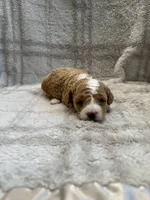Wes, a male Maltipoo for sale in Wyandotte, OK – 2 of 2
