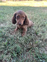 Dex, a male Miniature Dachshund for sale in Wyandotte, OK – 2 of 4