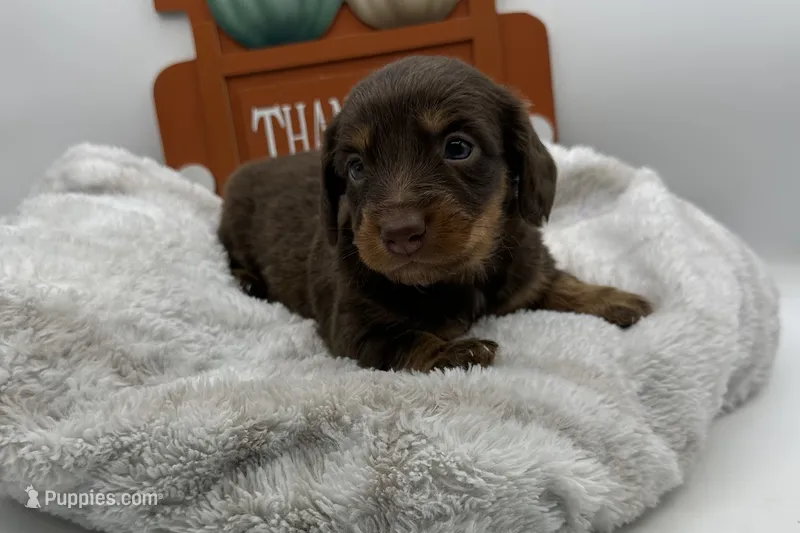 Sadie , a female Miniature Dachshund for sale in Wyandotte, OK – 1 of 3