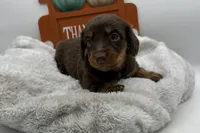 Sadie , a female Miniature Dachshund for sale in Wyandotte, OK – 1 of 3