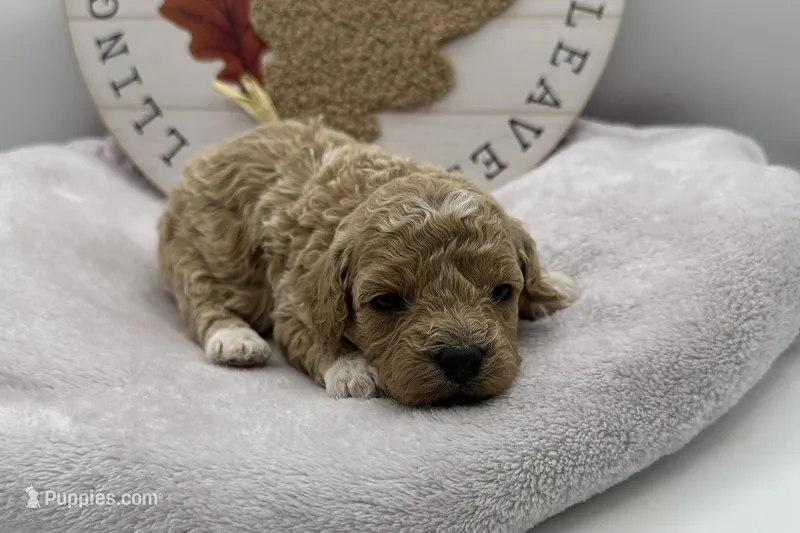 Harriet , a female Bichpoo for sale in Wyandotte, OK – 1 of 3