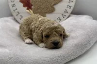 Harriet , a female Bichpoo for sale in Wyandotte, OK – 1 of 3