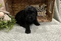 Abigail , a female Cockapoo for sale in Wyandotte, OK – Photo 1 of 3