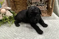 Abigail , a female Cockapoo for sale in Wyandotte, OK – Photo 3 of 3