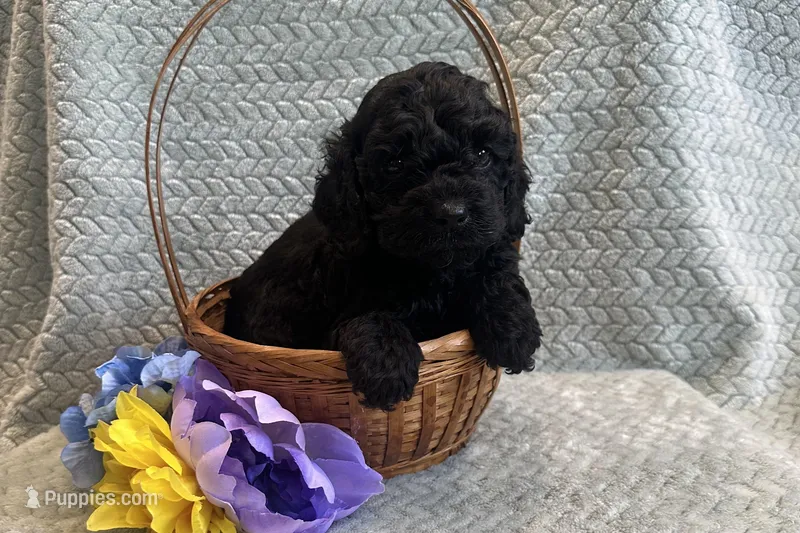 Abigail  – Cockapoo puppy for sale in Wyandotte, OK