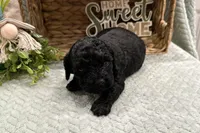 Abigail , a female Cockapoo for sale in Wyandotte, OK – Photo 2 of 3