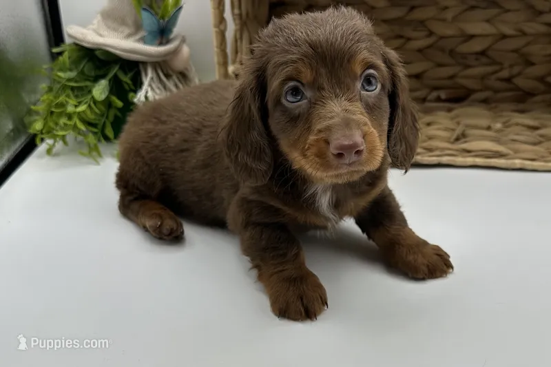 Coco  – Miniature Dachshund puppy for sale in Wyandotte, OK