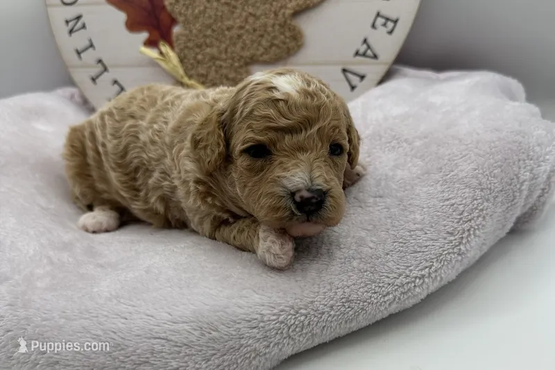 Laney , a female Bichpoo for sale in Wyandotte, OK – 1 of 3
