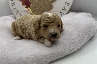 Laney , a female Bichpoo for sale in Wyandotte, OK – 1 of 3
