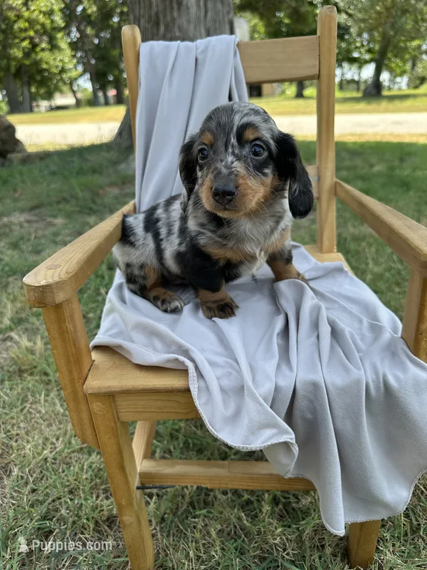 Prince  – Miniature Dachshund puppy for sale in Wyandotte, OK