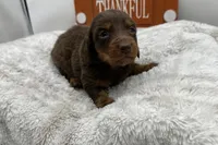 Kay , a female Miniature Dachshund for sale in Wyandotte, OK – 3 of 3
