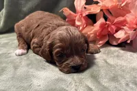Hazel , a female Cavapoo for sale in Wyandotte, OK – 2 of 3