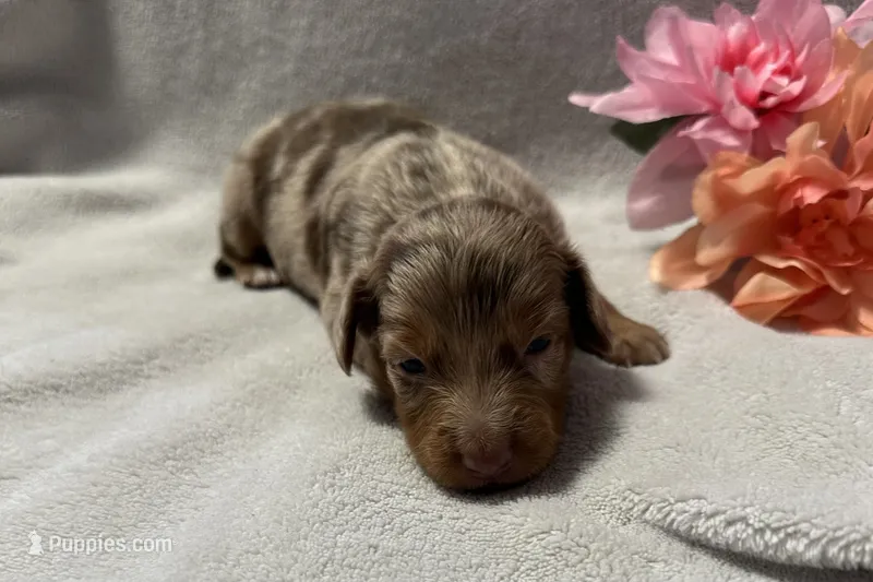 Penny – Miniature Dachshund puppy for sale in Wyandotte, OK