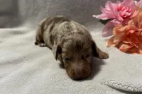 Penny, a male Miniature Dachshund for sale in Wyandotte, OK – 1 of 3