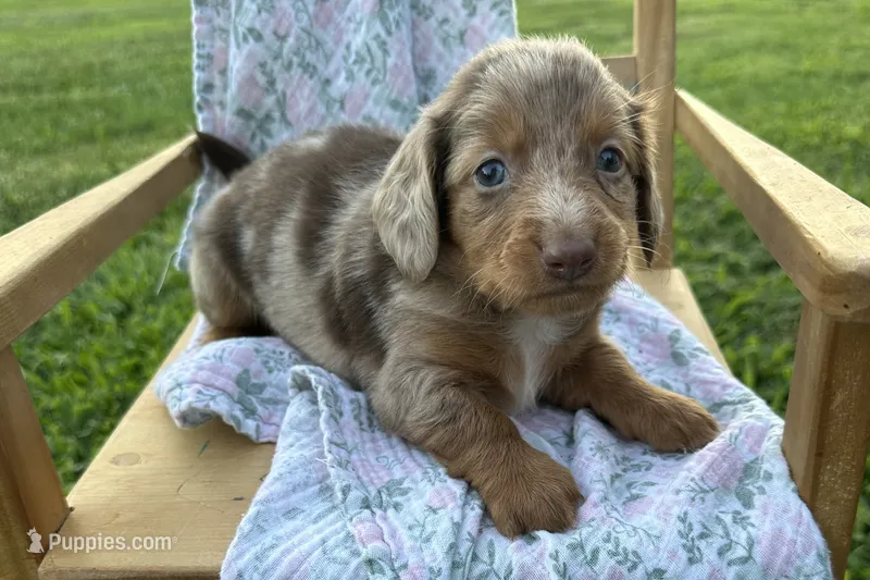 Penny – Miniature Dachshund puppy for sale in Wyandotte, OK