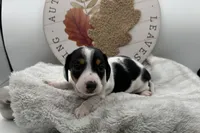 Chewy , a male Miniature Dachshund for sale in Wyandotte, OK – 3 of 3