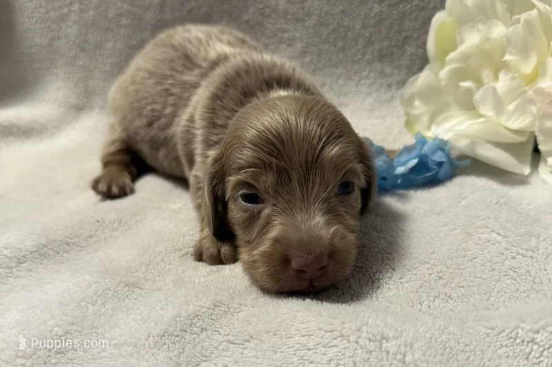 Archer  – Miniature Dachshund puppy for sale in Wyandotte, OK