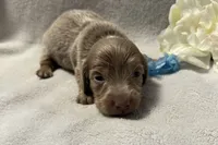 Archer , a male Miniature Dachshund for sale in Wyandotte, OK – 1 of 3