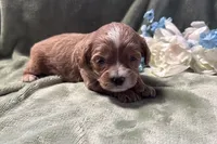 Bruce , a male Cavapoo for sale in Wyandotte, OK – 1 of 3