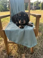 Tito , a male Miniature Dachshund for sale in Wyandotte, OK – 3 of 3