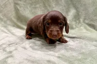 Duke , a male Miniature Dachshund for sale in Wyandotte, OK – 2 of 3