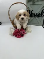 Tootsie , a female Bichpoo for sale in Wyandotte, OK – Photo 2 of 3