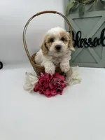 Tootsie , a female Bichpoo for sale in Wyandotte, OK – Photo 3 of 3