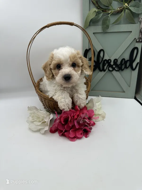 Tootsie  – Bichpoo puppy for sale in Wyandotte, OK