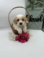 Tootsie , a female Bichpoo for sale in Wyandotte, OK – Photo 1 of 3