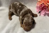 Luna, a male Miniature Dachshund for sale in Wyandotte, OK – 2 of 3