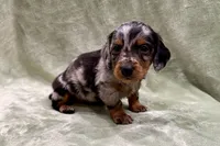 Princess, a female Miniature Dachshund for sale in Wyandotte, OK – 2 of 3