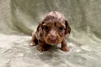 Daisy , a female Miniature Dachshund for sale in Wyandotte, OK – 2 of 3