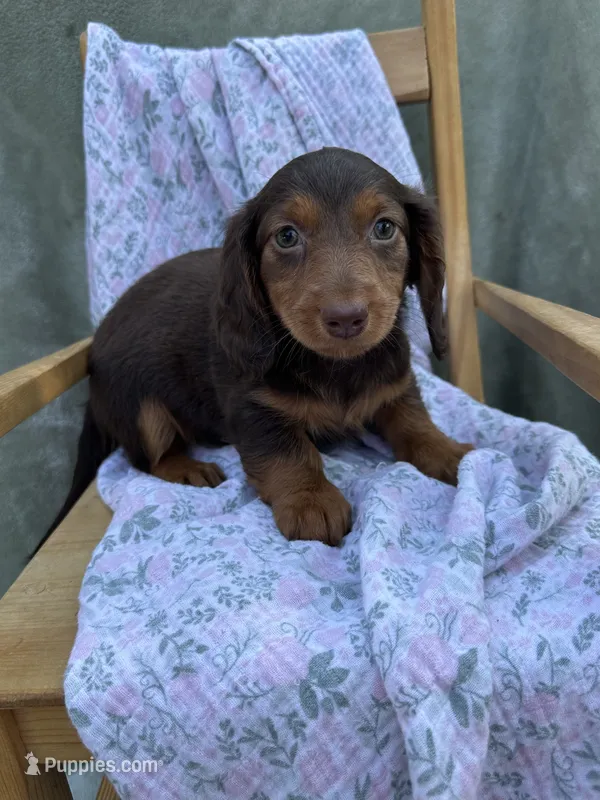 Rainy – Miniature Dachshund puppy for sale in Wyandotte, OK