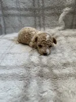 Lilly, a female Maltipoo for sale in Wyandotte, OK – 2 of 2