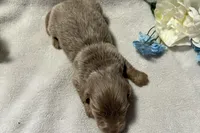 Archer , a male Miniature Dachshund for sale in Wyandotte, OK – 2 of 3