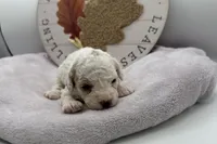 Puff, a female Bichpoo for sale in Wyandotte, OK – 3 of 3