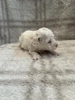 Duke, a male Maltipoo for sale in Wyandotte, OK – 2 of 2