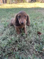 Dex, a male Miniature Dachshund for sale in Wyandotte, OK – 3 of 4