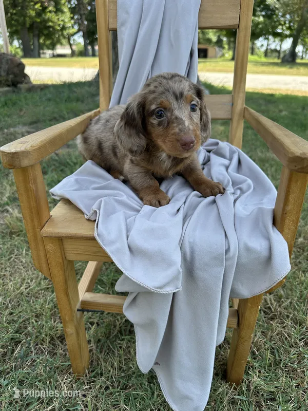 Cutie  – Miniature Dachshund puppy for sale in Wyandotte, OK