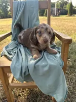 Lady , a female Miniature Dachshund for sale in Wyandotte, OK – 2 of 3