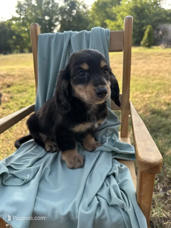 Buddy  – Miniature Dachshund puppy for sale in Wyandotte, OK