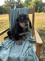 Buddy , a male Miniature Dachshund for sale in Wyandotte, OK – 1 of 3